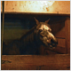 horses