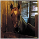 horses