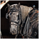 horses