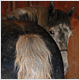 horses